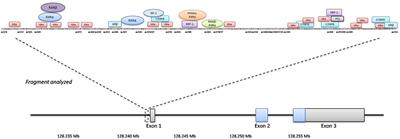 Association of Leptin Gene DNA Methylation With Diagnosis and Treatment Outcome of Anorexia Nervosa